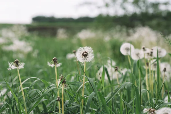 Taze Yeşil Bir Sabah Arka Planında Karahindiba Bahar Doğası Çiçekli — Stok fotoğraf