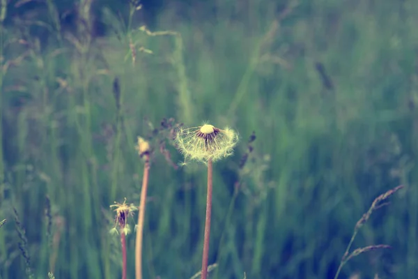 Maskros Fräsch Grön Morgon Bakgrund Vårens Natur Äng Med Blommande — Stockfoto