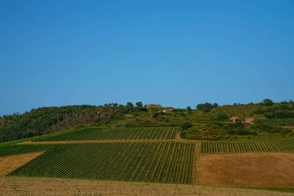 Toscana Italien Landsbygdslandskap Landsbygd Gård Vingård Grönt Och Guld Fält — Stockfoto