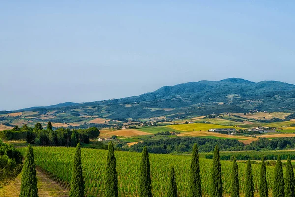 Pohled Typickou Toskánskou Krajinu Cypřišem Vinicí Itálie — Stock fotografie