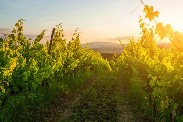 Grote Wijngaard Plantage Onder Prachtige Zonsondergang Licht Agri Tourism Tour — Stockfoto