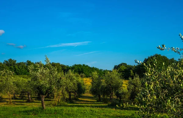 Una Vista Través Olivar Valle Abajo Verano Toscana Italia —  Fotos de Stock
