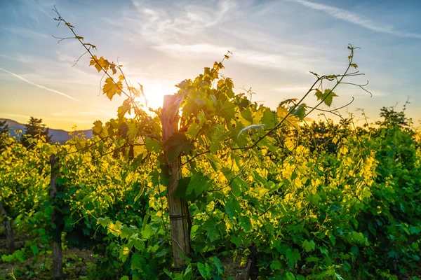 Malebná Krajina Krásnými Vinicemi Údolími Zlatém Večerním Světle Při Západu — Stock fotografie