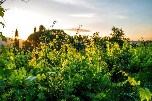 Campo Tradicional Paisagens Bela Toscana Vinhedos Cores Douradas Ciprestes Itália — Fotografia de Stock