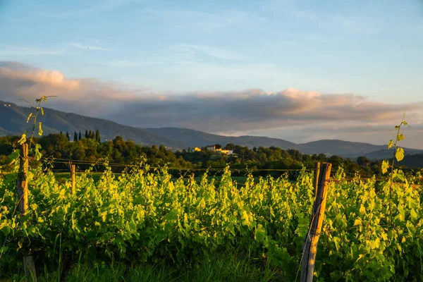 Toskánsko Itálie Šířku Nádherný Východ Slunce Vinice Kopce Farmářské Stavení — Stock fotografie
