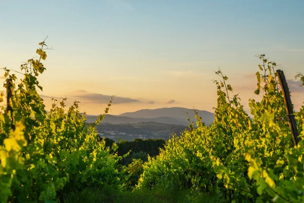 Malebná Krajina Krásnými Vinicemi Údolími Zlatém Večerním Světle Při Západu — Stock fotografie