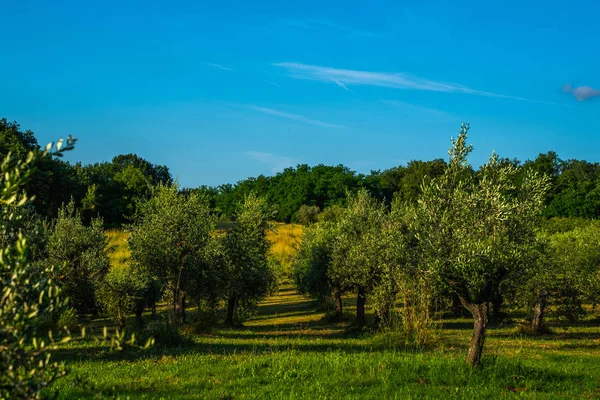 Una Vista Través Olivar Valle Abajo Verano Toscana Italia —  Fotos de Stock