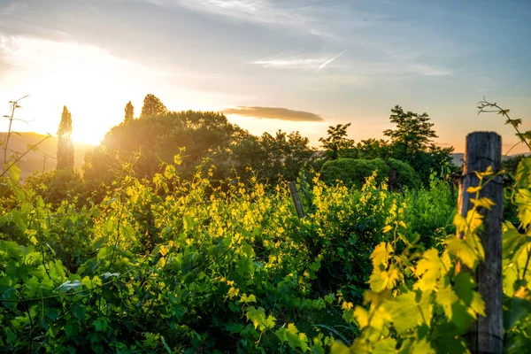 Malebná Krajina Krásnými Vinicemi Údolími Zlatém Večerním Světle Při Západu — Stock fotografie