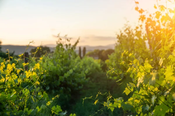 Schilderachtig Landschap Met Prachtige Wijngaarden Valleien Gouden Avondlicht Bij Zonsondergang — Stockfoto