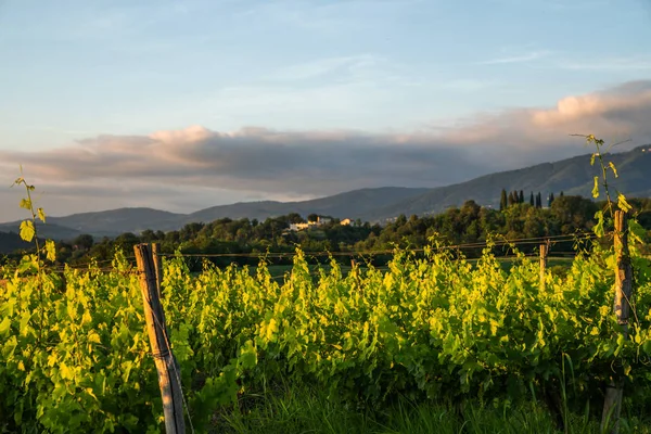 Nagy Szőlő Ültetvény Alatt Gyönyörű Naplemente Fény Agrár Turizmus Túra — Stock Fotó