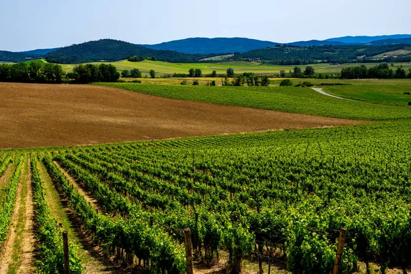 Chianti Régió Nyári Szezonban Kilátás Vidék Chianti Szőlőültetvények San Gimignano — Stock Fotó