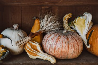 Yama satılık Sonbahar hasat. Farklı kabaklar ile Rustik arka plan. Mutlu Şükran Günü kavramı. Halloween. Kabaklarla süslenmiş vintage ahşap raf. Sonbaharda Amerikan çiftlik ve ahırlar.