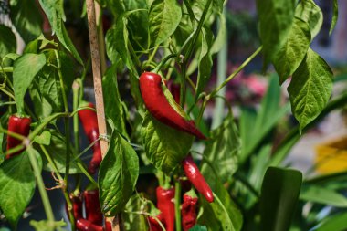 İçinde hydroponic büyüyen kırmızı biber. Alanın içinde biber tarlaları. Sonbahar organik sebze. Tarım ürün. Organik gıda arka plan. Zaman hasat. İyi olgunlaşmış ürün. Biber büyüyen.