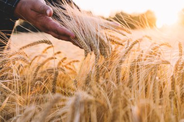 Sonbahar hasat zamanında altın buğday. Güzel gün batımı, kırsal kırsal. Yaz sonunda tarla tamamen olgun kulaklar buğday. Bir avuç buğday kulağı tutan bir çiftçinin elleri yakın çekim.