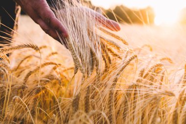 Buğday tarlasındaki adam gün batımı ışığında çivilerin elinden dokundu. Çiftçi sonbahar mevsiminde buğdayı muayene ediyor. Altın buğdayın elleri ve kulakları yakın. Kırsal manzara. Tonlu görüntü. Yumuşak odaklama.