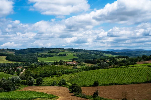 Pole Hroznů Olivových Pokrutin Zemědělství Itálii Toskánsko Cestovní Ruch Itálii — Stock fotografie