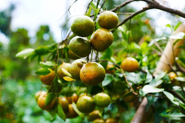 Comida Natural Alimentación Saludable Bio Orgánica Mandarinas Naranjas Dulces Jugosas — Foto de Stock