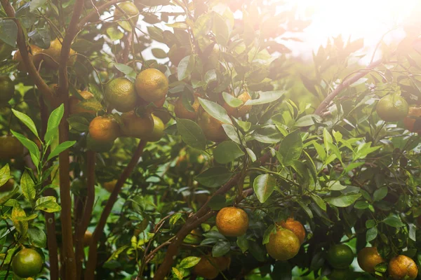 Comida Natural Alimentação Saudável Bio Alimentos Orgânicos Mandarins Laranja Doce — Fotografia de Stock