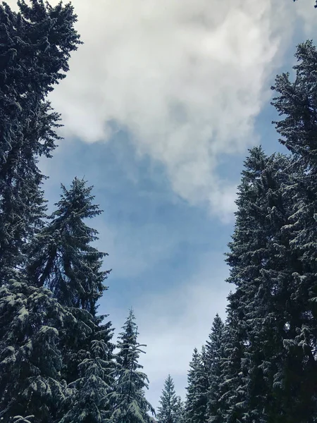 Dia Gelado Inverno Com Neve Nas Árvores Natureza Paisagem Tranquilo — Fotografia de Stock