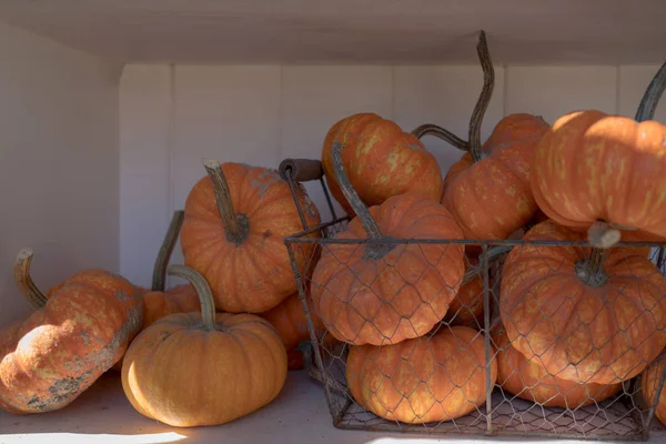 Mnohem Dýně Venkovní Farmářský Trh Orange Halloween Dýně Bílé Prkna — Stock fotografie