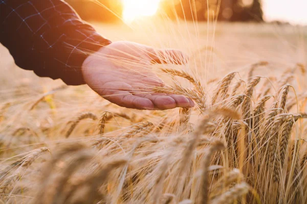 Buğday tarlasındaki adam gün batımı ışığında çivilerin elinden dokundu. Çiftçi sonbahar mevsiminde buğdayı muayene ediyor. Altın buğdayın elleri ve kulakları yakın. Kırsal manzara. Tonlu görüntü. Yumuşak odaklama.