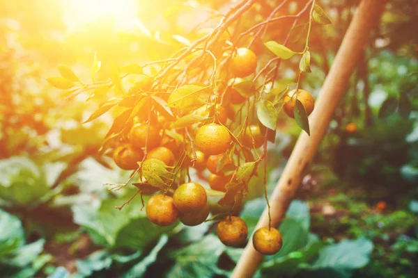 自然食品 健康的な食事 バイオ 有機食品 熟したジューシーな甘いオレンジ色のマンダリン果樹園の木の上 新鮮な熟したみかんの葉の枝 緑豊かな庭園の眺め 選択と集中 — ストック写真