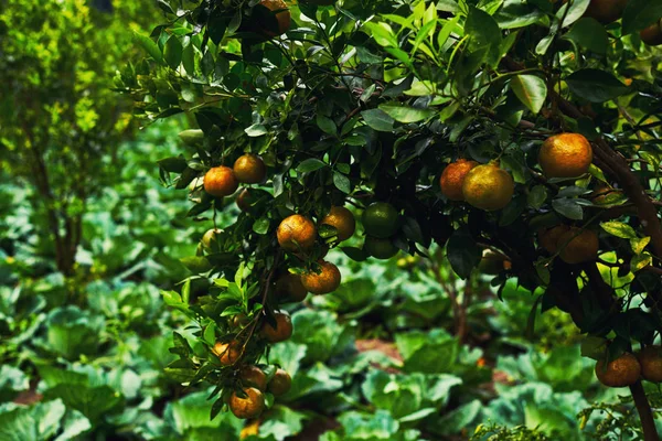 Mandarinas Laranja Árvore Tangerina Madura Homegarden Muita Fruta Árvore Está — Fotografia de Stock