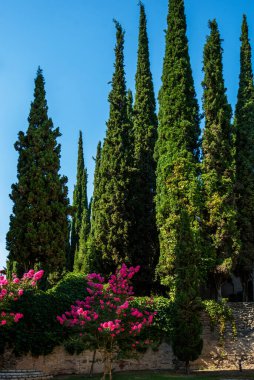 Selvi ağaçlarıyla Toskana manzarası. İtalyan kırsalının renkli yaz bahçesi manzarası. Kırsal kesim. Üzerinde mavi gökyüzü olan güzel uzun selvi ağacı..