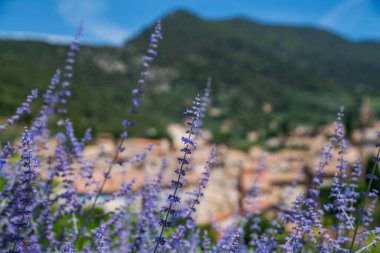 Mavi arka plan ortaçağ kasabasında yaz sabahı lavanta çiçekleri. Derin bir arka plan derinliği. Gordes, Vaucluse, Provence, Fransa, Avrupa.