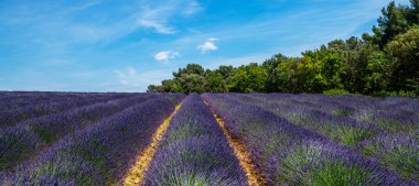 Gün ışığında lavanta tarlası. Lavanta tarlasının güzel bir görüntüsü. Doğal arka plan için görüntü. Çiçek açan lavanta çiçekleri panoraması. Gordes, Vaucluse, Provence, Fransa, Avrupa.