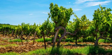 Cotes-du-Rhone Köyleri 'nin güneyindeki üzüm bağlarının manzarası. Gordes, Vaucluse, Provence, Fransa, Avrupa 'daki kırsal alan.
