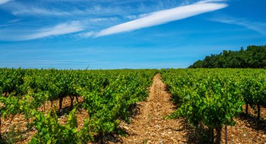 Cotes-du-Rhone Köyleri 'nin güneyindeki üzüm bağlarının manzarası. Gordes, Vaucluse, Provence, Fransa, Avrupa 'daki kırsal alan.