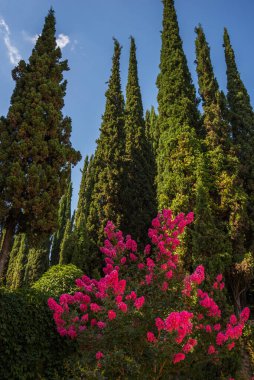 Selvi ağaçlarıyla Toskana manzarası. İtalyan kırsalının renkli yaz bahçesi manzarası. Kırsal kesim. Üzerinde mavi gökyüzü olan güzel uzun selvi ağacı..