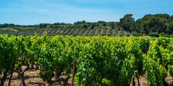 Naturskön Utsikt Över Vingårdarna Södra Cotes Rhone Villages Landskap Landet — Stockfoto