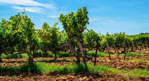 Brett Panoramautsikt Över Sommarvingård Res Till Frankrike Djupblå Himmel Över — Stockfoto