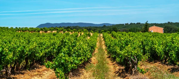 Amplia Panorámica Viñedo Verano Viajar Francia Cielo Azul Profundo Sobre — Foto de Stock