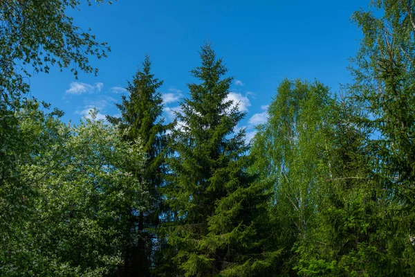 Forest Landscape Sunny Day Green Summer Forest Bright Blue Sky — Stock Photo, Image