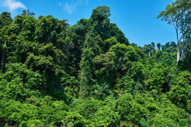 Muhteşem manzaralı tropikal ormanlar, yemyeşil ağaçlar, mavi gökyüzü arka planında taçlar..
