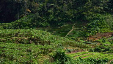 Güneşli bir günde yeşil sebze çiftliğinin manzarası güzel bir yamaçta sıra sıra sebze çalıları. Cameron Highlands, Malezya.