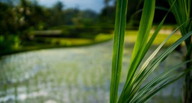 Dünya mirası. Su verilmiş pirinç terasları. Endonezya, Bali 'de güzel pirinç terası.