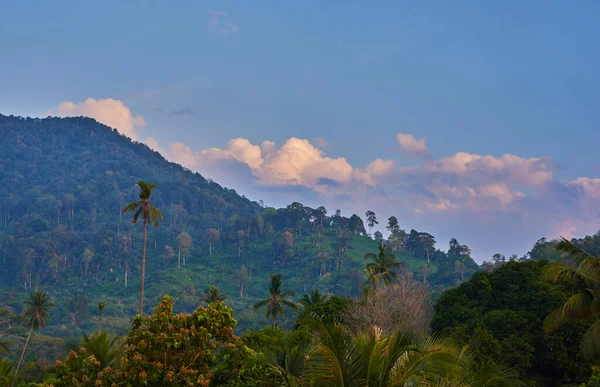 Increíble Vista Panorámica Del Bosque Tropical Montaña Con Exuberantes Coronas —  Fotos de Stock