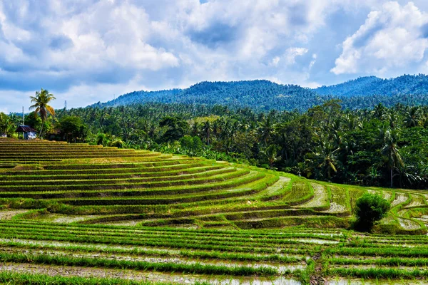Světové Dědictví Zavlažované Rýžové Terasy Krásná Rýžová Terasa Bali Indonésie — Stock fotografie