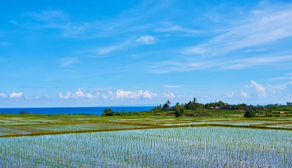 Öntözött Rizsföldek Gyönyörű Rizsterasz Balin Indonéziában — Stock Fotó