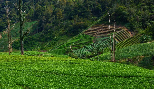 Hintergrund Sind Die Teeplantagen Saftige Felder Eines Reihenhauses — Stockfoto