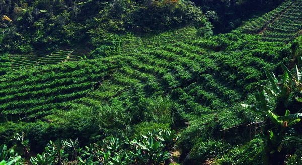 Uma Visão Uma Plantação Verduras Verde Dia Ensolarado Com Uma — Fotografia de Stock