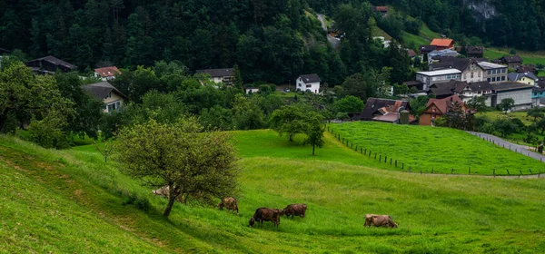 Paisaje Agrícola Vacas Pastando Pasto Alpino Los Alpes Suizos Verano — Foto de Stock