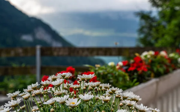 Mooie Bloembed Bloei Tuin Een Bloembed Van Kleurrijke Bloemen Met — Stockfoto