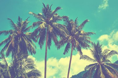 Yukarı bakıyor ve yemyeşil palmiye yapraklarını ve parlak mavi gökyüzünü görüyor, tatile hoş geldiniz! Mavi gökyüzüne karşı tropikal sahildeki palmiye ağaçları, klasik tonlanmış ve stilize edilmiş, hindistan cevizi ağacı, yaz ağacı, retro.