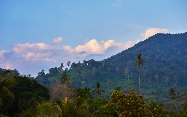 Palmiye ağaçları. Mavi gökyüzü arka planında bereketli ağaç taçlarıyla muhteşem manzaralı tropikal dağ ormanı. Gün doğumu ya da gün batımı.