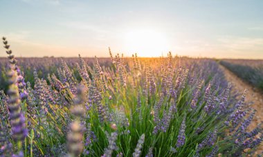 Gün batımında lavanta çalıları kapanır. Mor lavanta çiçeklerinin üzerinde gün batımı ışıldıyor. Güneşin altında çalılıklar. Fransa 'nın Kaynak Bölgesi.